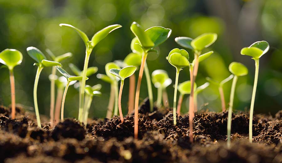 Seed Laboratory Research SGS Spain