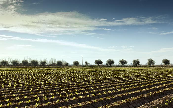 Crops growing in field