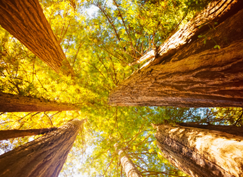 Giant trees